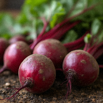Czerwone buraki