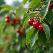Wiśnia