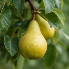 Grusza