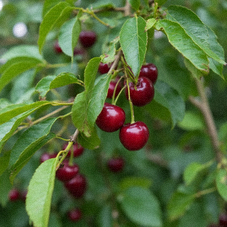Czereśnia
